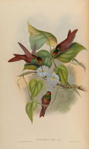 Diphogena iris door John Gould